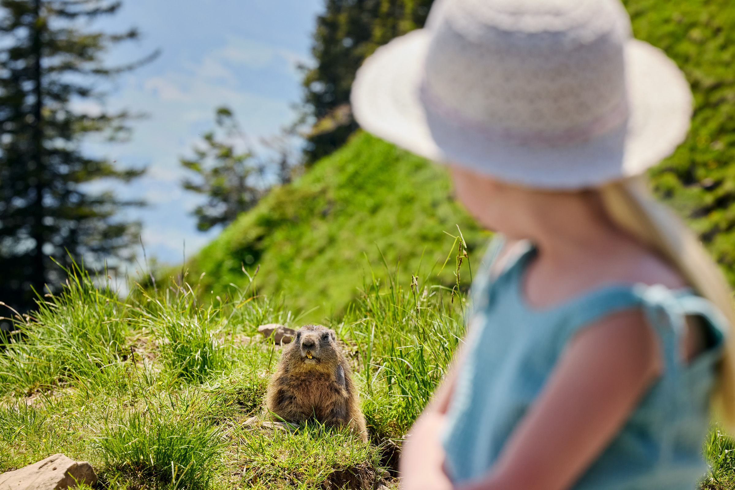 Murmeli auf dem Stanserhorn